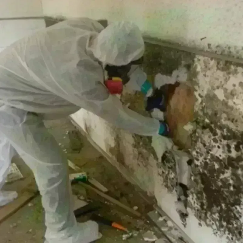 Mold Remediation and Removal in Humansville, MO